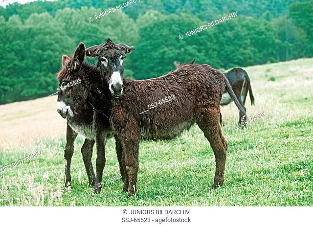 equus asinus / donkey