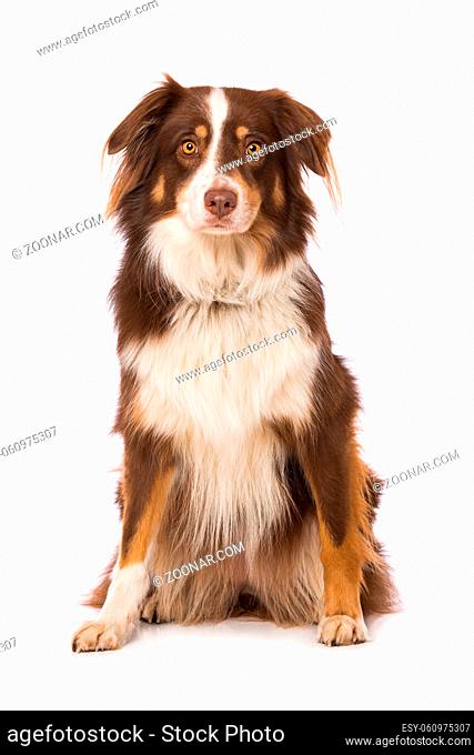 Australian shepherd dog sitting isolated on white background and looking to the camera