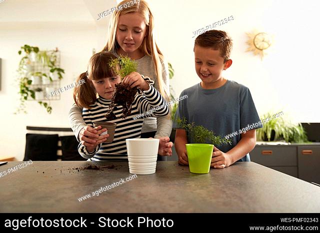 Girl helping sister in potting plant by brother at home
