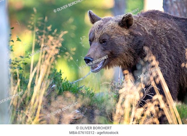 Brown bear, Ursus arctos, Finland, single
