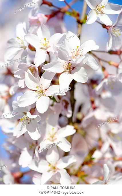 Cherry, Drooping rosebud cherry, Prunus pendula 'Pendula rosea', A mass of white flowers in sunlight
