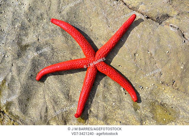 Mediterranean red star (Echinaster sepositus) is a starfish native to Mediterranean Sea and eastern Atlantic Ocean. This photo was taken in Cap Ras