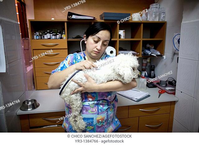 A veterinarian uses a stethoscope on a Poodle dog at a Pet Hospital in Condesa, Mexico City, Mexico, February 4, 2011