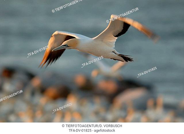 Cape gannet