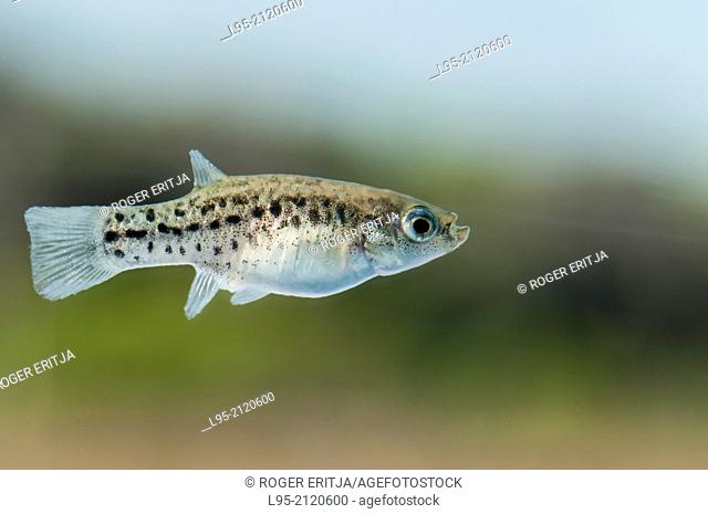 Female of Aphanius iberus, a mosquito larvivorous fish species presently endangered in the Mediterranean since the introduction of the American mosquitofish...
