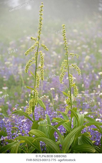 Green False Hellebore Veratrum viride flowering, amongst lupins in mist, Mount Rainier N P , Washington, U S A
