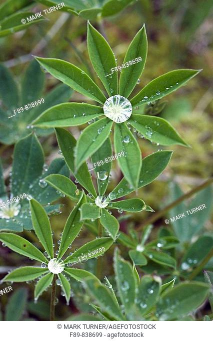Water droplets on Broadleaf Lupine foliage