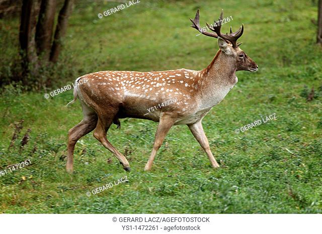 Persian Fallow Deer, dama mesopotamica, Male
