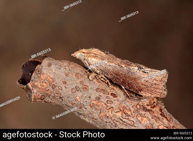 Honeycomb moth, Greater Wax Moths, Galleriinae, Insects, Moths, Butterflies, Animals, Other animals, Greater Wax Moth (Galleria mellonella) adult