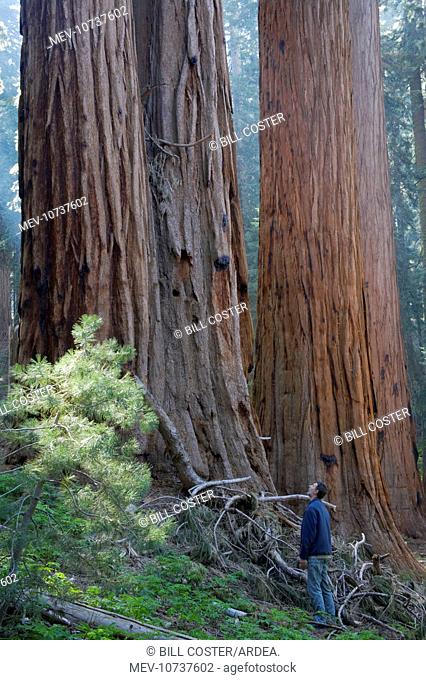 Giant Sequoia / Wellingtonia / Sierra Redwood trees - person gives scale (Sequoiadendron giganteum)