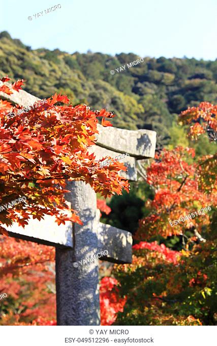 Lush Japanese Maple trees around Torii gate to Eikando Temple