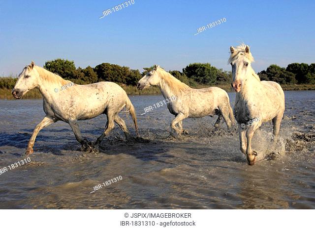 Camargue horses (Equus caballus), in water, Saintes-Marie-de-la-Mer, Camargue, France, Europe