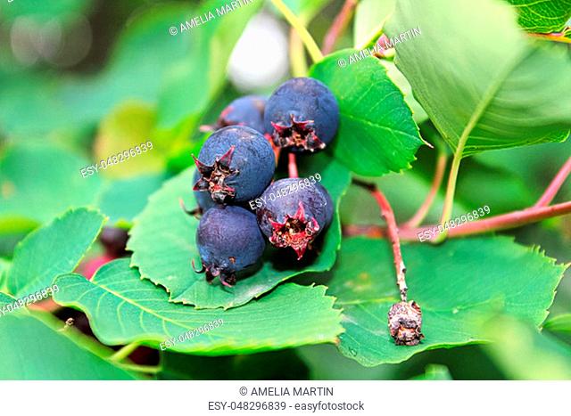A cluster of ripe saskatoon berries hanging in summer