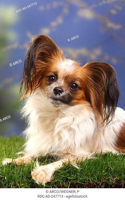 Papillon Continental Toy Spaniel Butterfly Dog