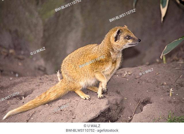 yellow mongoose Cynictis penicillata, watchful