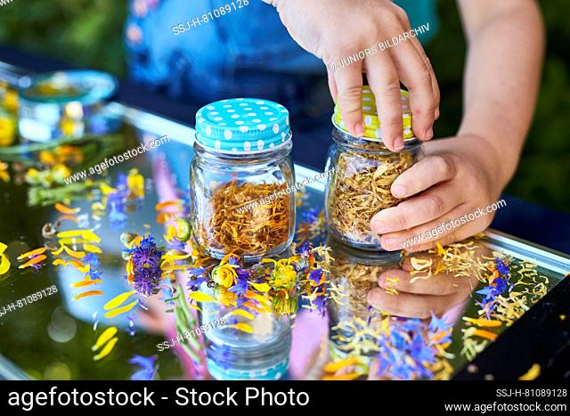 Children investigating food. Series: Preparation of flower sugar. Dried flowers are filled in twist-off glasses. Learning according to the Reggio Pedagogy...