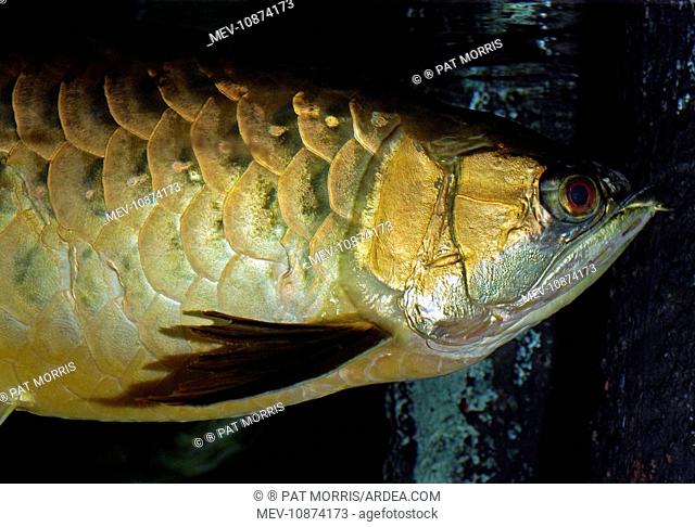 Asian Bonytongue / Asian Arawana - blackwater streams in South East Asian forests (Scleropages formosus). Burma to Malaysia