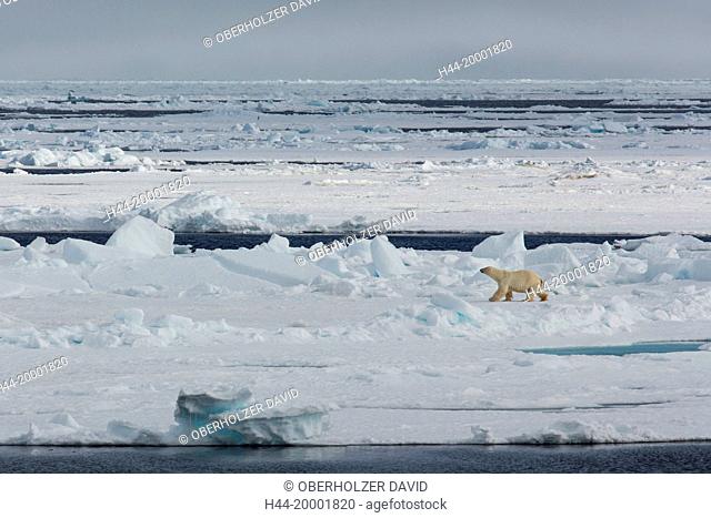 Spitsbergen, ice, polar bear