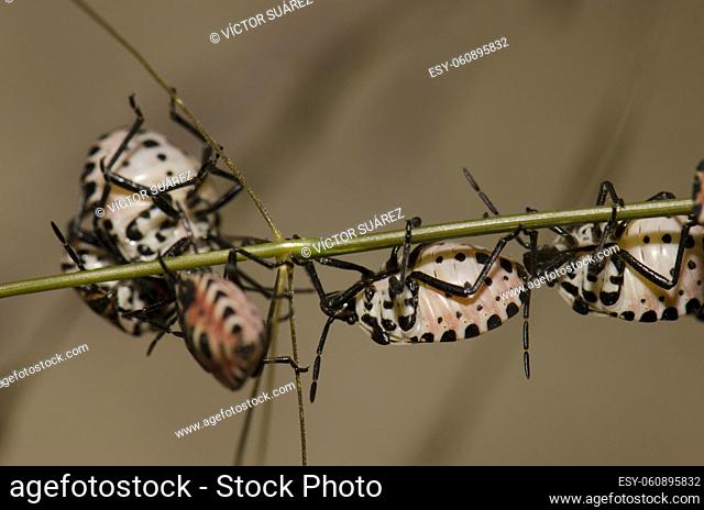 Nymphs of shield bug Euryderma ornata. Cruz de Pajonales. Integral Natural Reserve of Inagua. Tejeda. Gran Canaria. Canary Islands. Spain