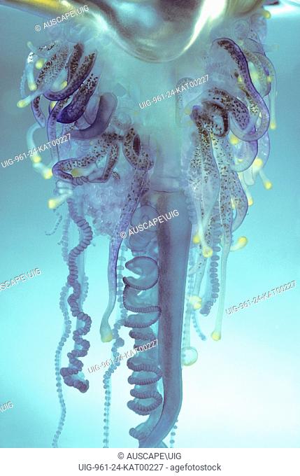 Pacific man o'war, Physalia utriculus, stinging cells in the tentacles for catching prey can be extremely painful to humans, New South Wales, Australia