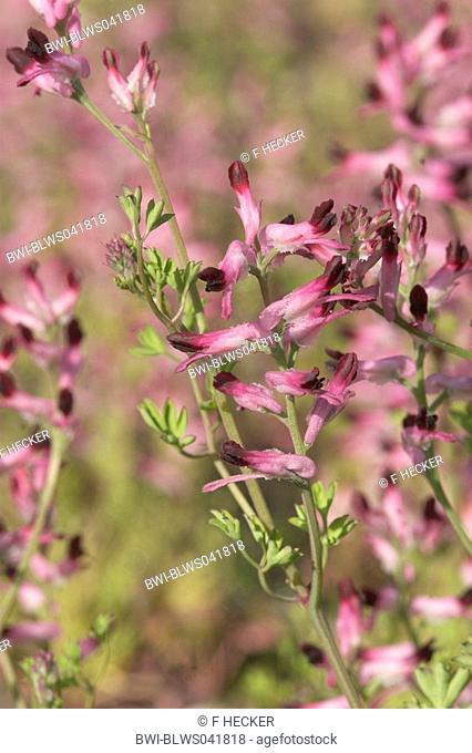 common fumitory, drug fumitory Fumaria officinalis, inflorescence