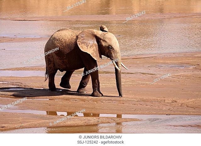 young African elephant - at river / Loxodonta africana