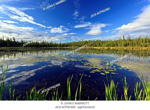 Wetland pond in the boreal forest north of Yellowknife, Northwest Territories, Canada