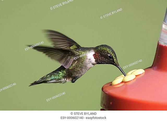 Ruby-throated Hummingbird At A Feeder