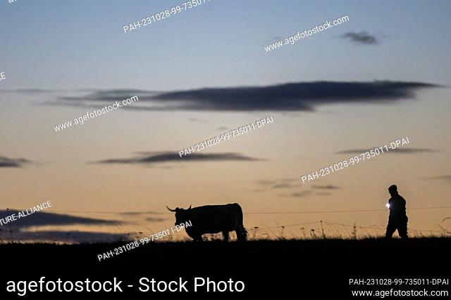 28 October 2023, Baden-Württemberg, Unlingen: A farmer is out in a pasture with a flashlight in the morning before sunrise, picking up his cows for milking