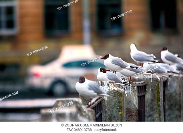 Birds in city have dual meaning. On one hand is aesthetic object, on other they scream and shit (harmful animals). Black-headed gulls on background of houses...