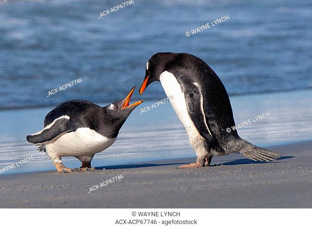 Gentoo penguins (Pygoscelis papua) squabbling on the shoreline, Falkland Islands, Southern Atlantic ocean