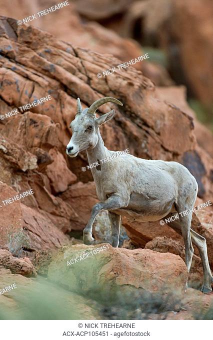 Desert Bighorn Sheep, Ovis canadensis nelsoni perch on a rocky out crop Southern Utah, USA