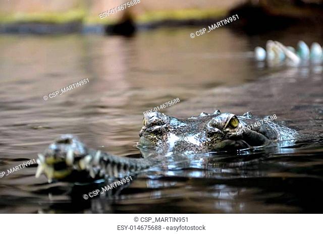crocodile in water photo