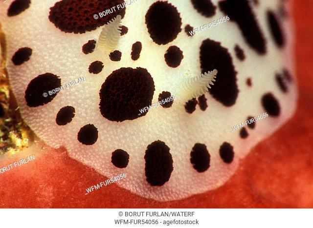 Leopard Nudibranch feeding on Sponge, Peltodoris atromaculata, Korcula, Dalmatia, Adriatic Sea, Croatia