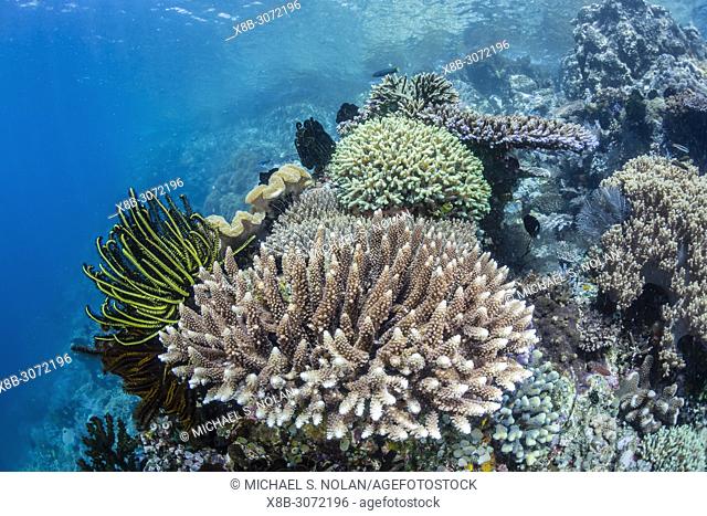 Profusion of hard and soft corals, crinoids, and reef fish underwater at Batu Bolong, Komodo National Park, Flores Sea, Indonesia