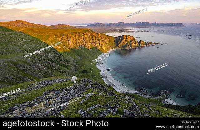 Evening atmosphere, beach and sea, hiking to the mountain Måtinden, near Stave, Nordland, Norway, Europe