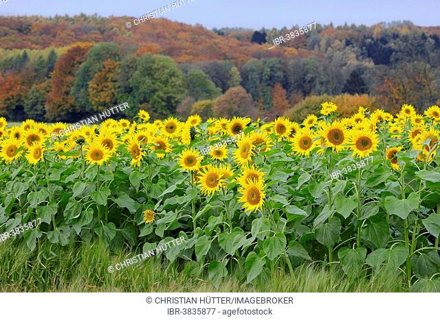 Field of sunflowers (Helianthus annuus) in front of deciduous forest in autumn, North Rhine-Westphalia, Germany