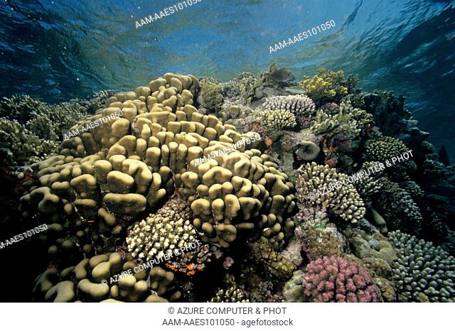 Stony Coral (Pavona clavus) Red Sea