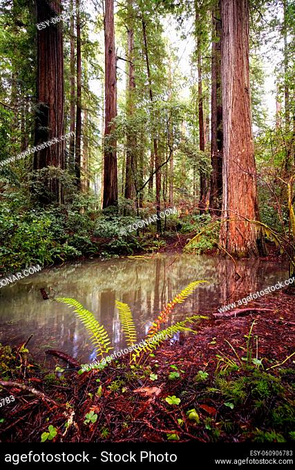 Color image of a redwood forest. Northern California, USA