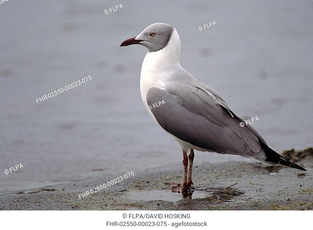 Gull-Grey-headed Larus cirrocephalus