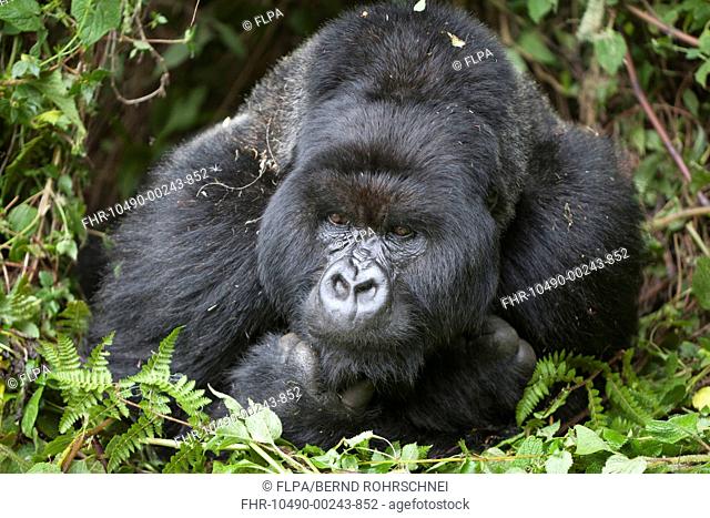 Mountain Gorilla Gorilla beringei beringei silverback adult male, close-up of head and shoulders, resting in vegetation, Volcanoes N P , Virunga Mountains
