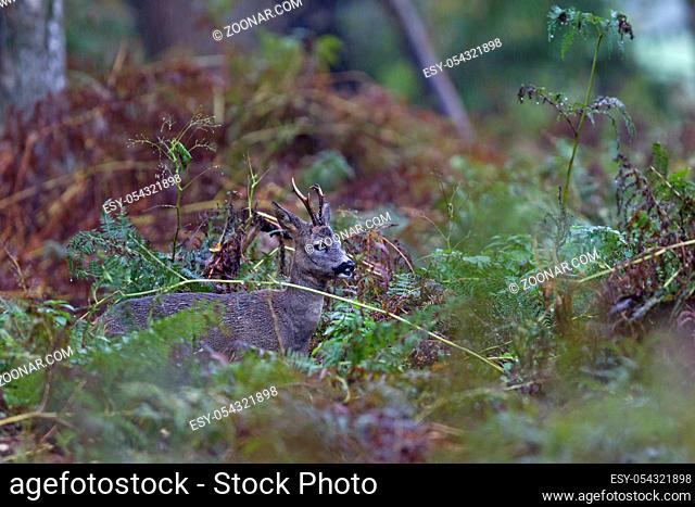 Rehwild, in der Blattzeit FIEPEN die Weibchen, um Rehboecke auf sich aufmerksam zu machen - (Foto Rehbock zwischen Adlerfarn) / Roe Deer