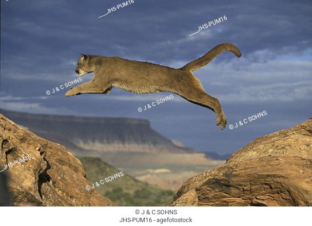 Puma jumping Stock Photos and Images | agefotostock