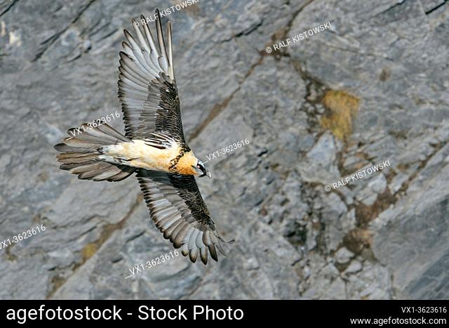 Bearded Vulture / Lammergeier ( Gypaetus barbatus ), Ossifrage, in flight, flying, gliding in front of a steep mountain cliff, Swiss alps, wildlife