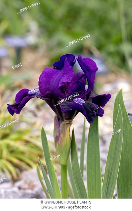 IRIS 'WELL SUITED'