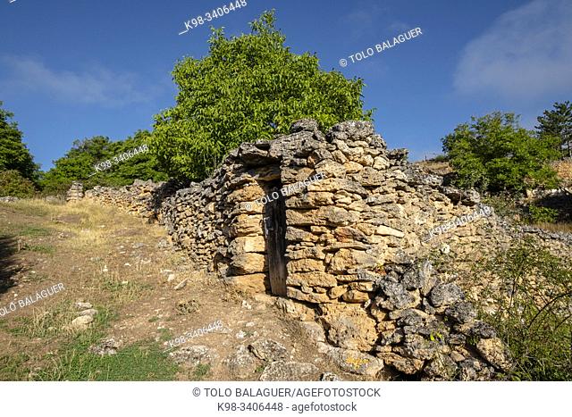nogal, Juglans regia, barranco de la cascada, Chaorna, Soria, comunidad autónoma de Castilla y León, Spain, Europe