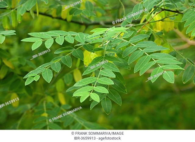 Japanese Pagoda Tree or Chinese Scholar (Styphnolobium japonicum), leaves, park tree, native to Japan, Korea and China