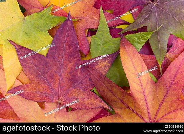 Liquidambar styraciflua. Colorful autumn leaves