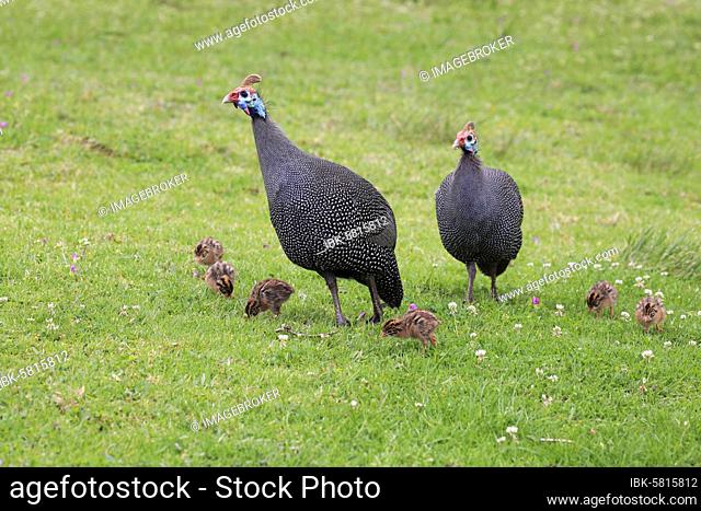 Helmeted guineafowl (Numida meleagris), adult, two, young animals, chicks, alert, Kirstenbosch Botanical Garden, Cape Town, South Africa, Africa