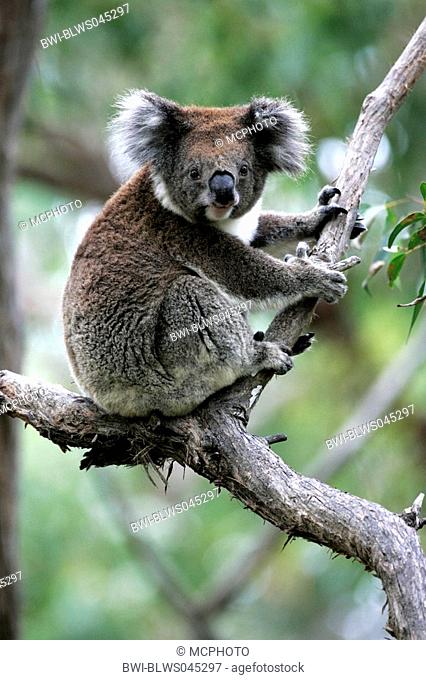 koala, koala bear Phascolarctos cinereus, sitting on a branch, Australia, Otway NP